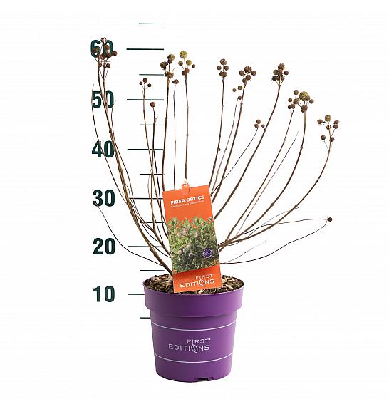 Cephalanthus occ. Fiber Optics® C3 Lit. 40-60 cm