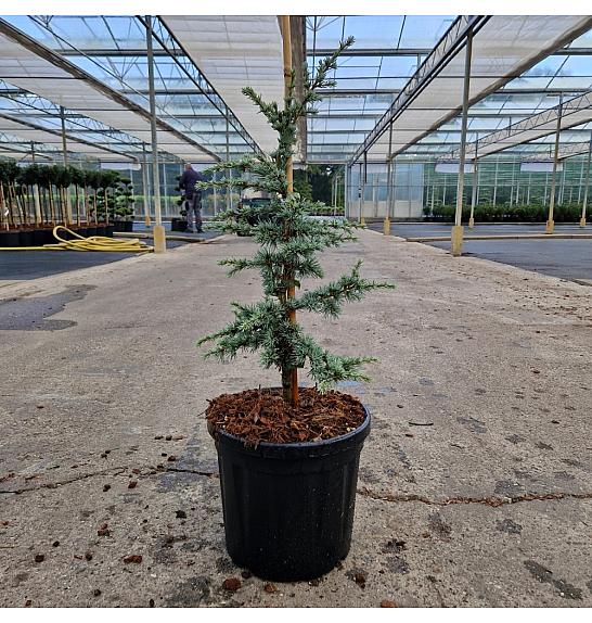 Cedrus libani ssp atlantica Saphire Nymph C6 Lit. 40-50 cm