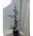 Cedrus libani Glauca C12 Lit. 120-140 cm