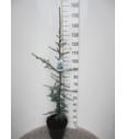 Cedrus libani Glauca C10 Lit. 100-120 cm
