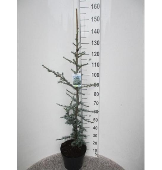 Cedrus libani Glauca C10 Lit. 100-120 cm