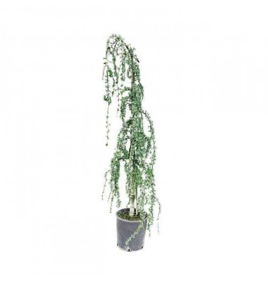 Cedrus deodara Pendula C45 Lit. 175-200 cm