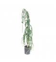 Cedrus deodara Pendula C35 Lit. 150-175 cm