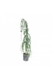 Cedrus deodara Pendula C35 Lit. 150-175 cm