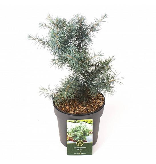 Cedrus deodara Mr. Blue C2.5 Lit. 15-20 cm