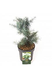 Cedrus deodara Mr. Blue C2,5 Lit. 20-25 cm