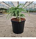 Cedrus deodara Limeglow C8 Lit. 30-35 cm