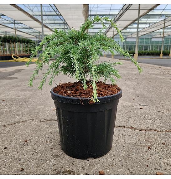 Cedrus deodara Limeglow C8 Lit. 30-35 cm