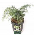 Cedrus deodara Golden Horizon C5 Lit. 30-40 cm
