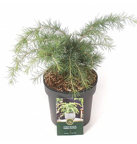 Cedrus deodara Golden Horizon C5 Lit. 30-40 cm