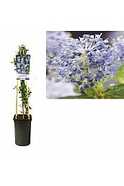 Ceanothus tryrsiflorus Repens C2,5 Lit. 40-60 cm