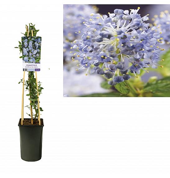 Ceanothus tryrsiflorus Repens C2,5 Lit. 40-60 cm