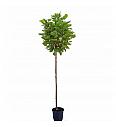 Catalpa bignonioides Nana C25 Lit. 10/12 cm Na steblu 200 cm