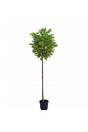 Catalpa bignonioides Nana C25 Lit. 10/12 cm Na steblu 200 cm