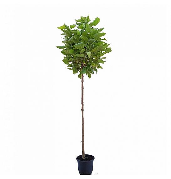 Catalpa bignonioides Nana C25 Lit. 10/12 cm Na steblu 200 cm