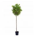 Catalpa bignonioides nana C25 Lit. 8/10 cm Na steblu 200 cm