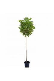 Catalpa bignonioides nana C25 Lit. 8/10 cm Na steblu 200 cm