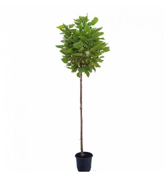 Catalpa bignonioides nana C25 Lit. 8/10 cm Na steblu 200 cm