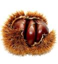 Castanea sativa Precoce Migoule C4 Lit. 100-125 cm