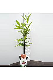 Castanea sativa C5 Lit. 80-100 cm