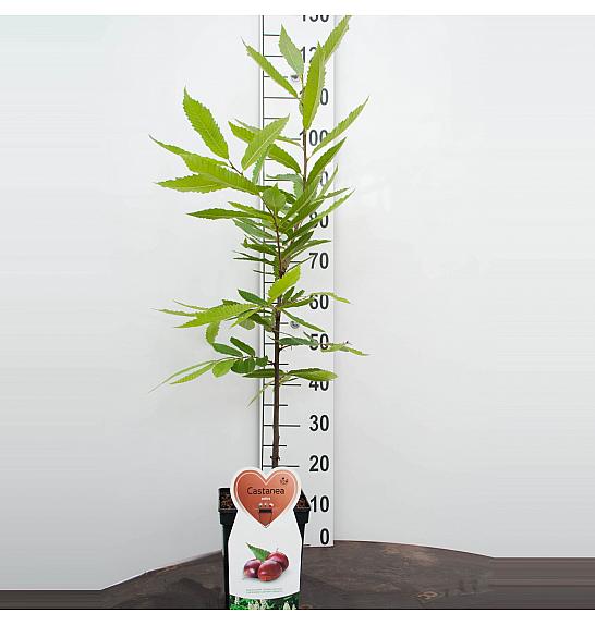 Castanea sativa C5 Lit. 80-100 cm