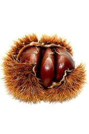Castanea sativa Bouche de Betizac C4 Lit. 100-120 cm