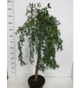 Caragana arborescens Pendula C7,5 Lit. Na steblu 80 cm