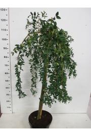 Caragana arborescens Pendula C7,5 Lit. Na steblu 80 cm