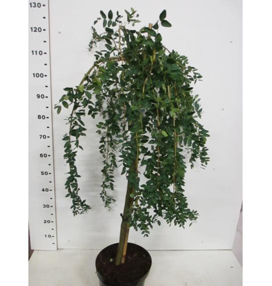 Caragana arborescens Pendula C7,5 Lit. Na steblu 80 cm