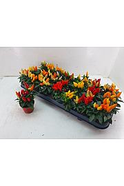 Capsicum annum Ø6 mix