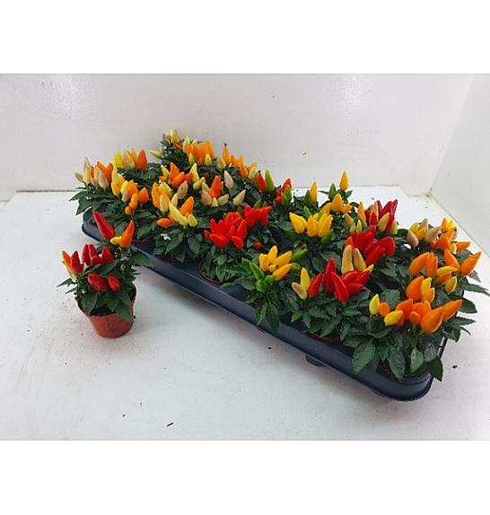Capsicum annum Ø6 mix