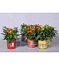 Capsicum annum Ø12 mix