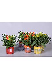 Capsicum annum Ø12 mix