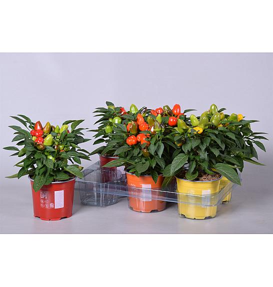 Capsicum annum Ø12 mix