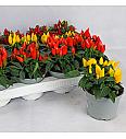 Capsicum annum Ø10,5 mix