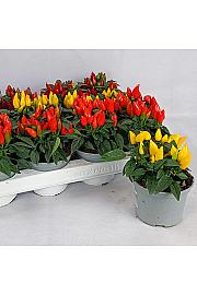 Capsicum annum Ø10,5 mix