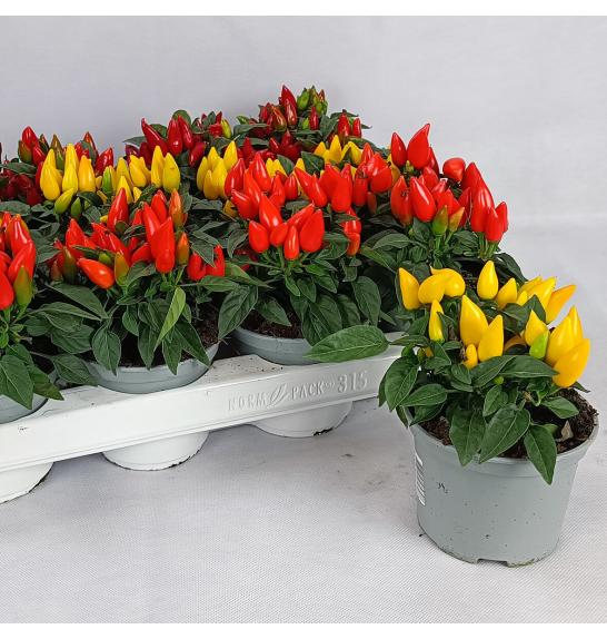 Capsicum annum Ø10,5 mix