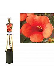 Campsis radicans Madame Galen C2,5 Lit. 40-60 cm