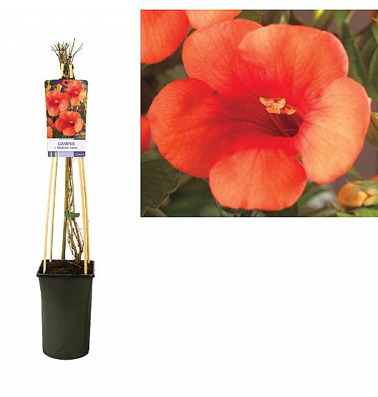 Campsis radicans Madame Galen C2,5 Lit. 40-60 cm