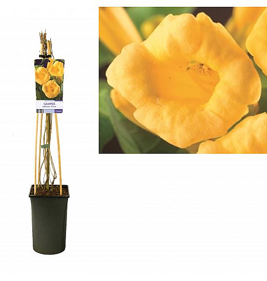 Campsis radicans Flava C2,5 Lit. 40-60 cm