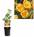 Campsis radicans Flava C1 Lit. 20-30 cm