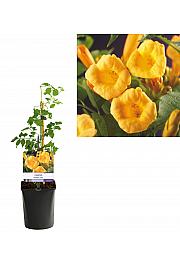 Campsis radicans Flava C1 Lit. 20-30 cm
