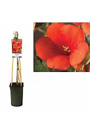 Campsis radicans C2,5 Lit. 40-60 cm