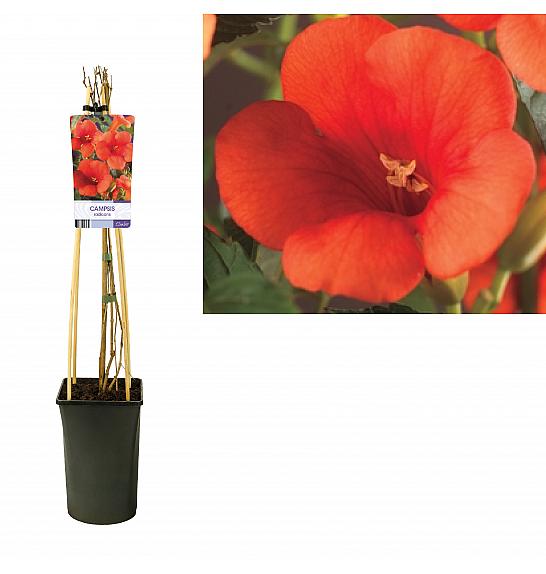 Campsis radicans C2,5 Lit. 40-60 cm
