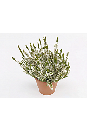 Calluna vulgaris Ø9 bela