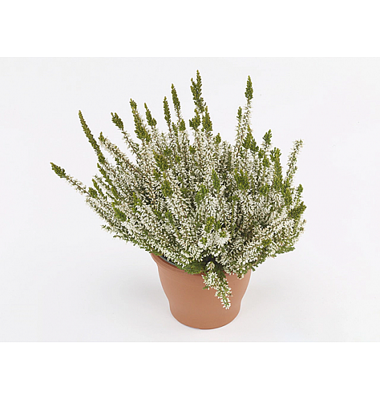 Calluna vulgaris Ø9 bela