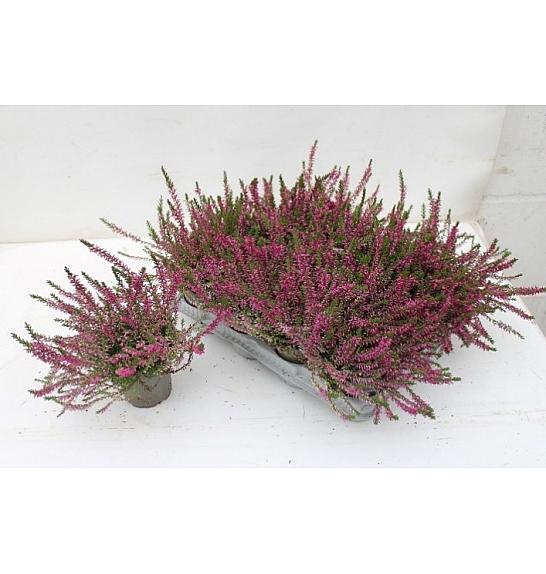 Calluna Marlies Ø 9 crvena