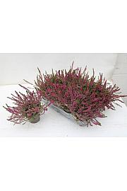 Calluna Marlies Ø9 rdeča