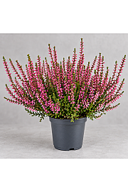 Calluna Marlies; Ø9 cm