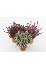 Calluna Marlies Ø9 mix